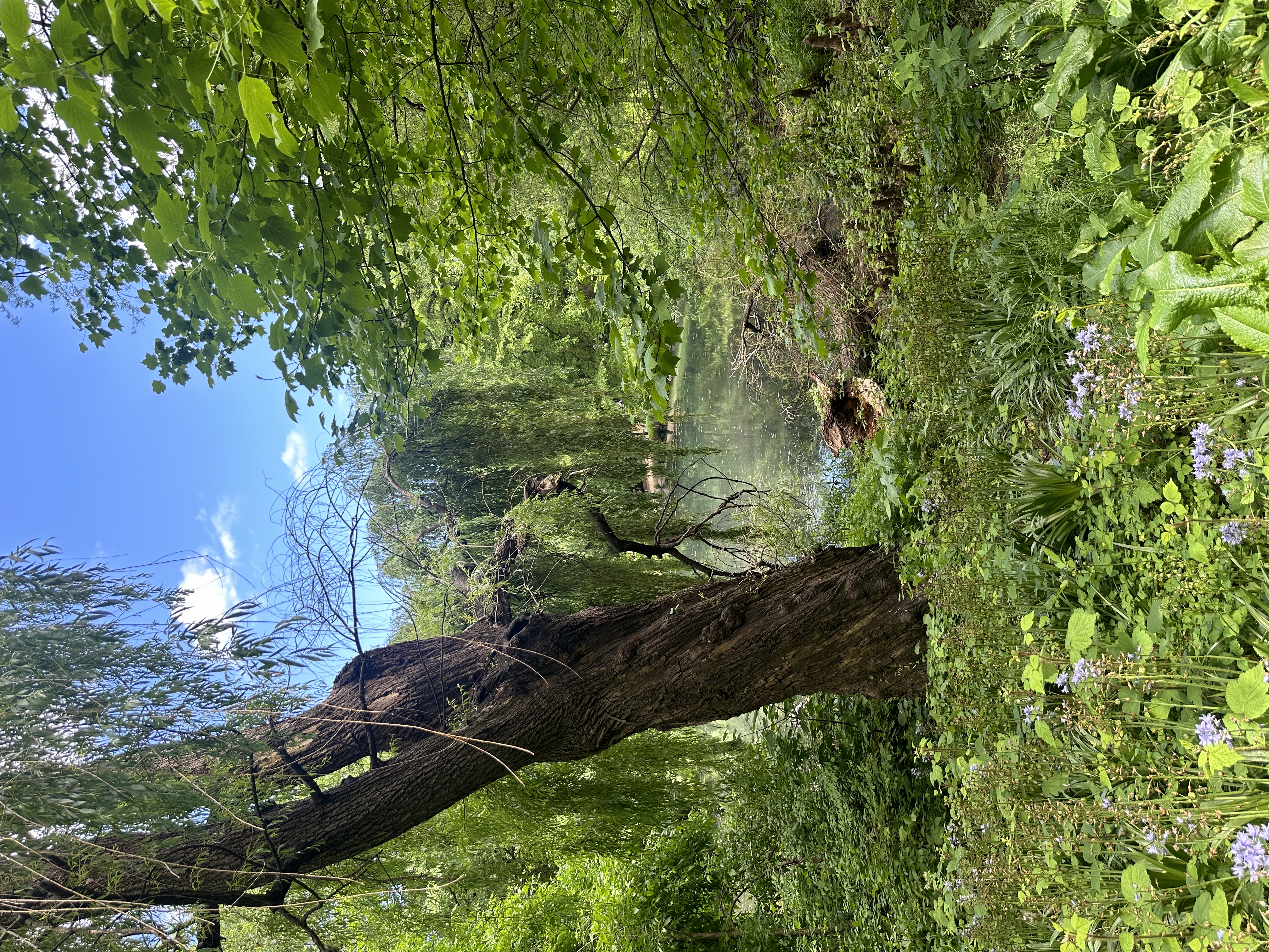 A lush pond framed by trees and wildflowers photographed by Yannick Matia