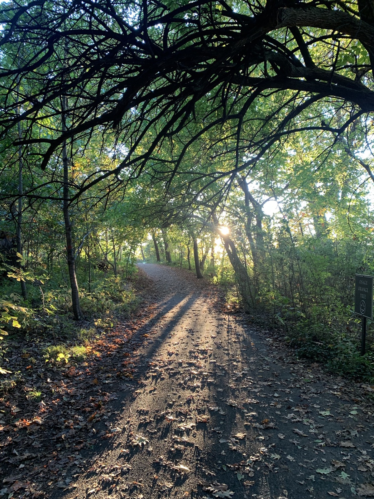 A sunlit woodland running path photographed by Yannick Matia
